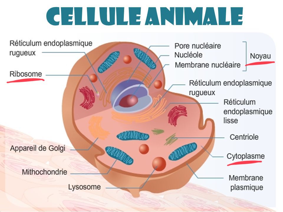 La cellule animale